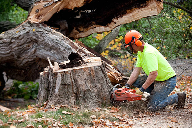 The Steps Involved in Our Tree Care Process in Walhalla, SC